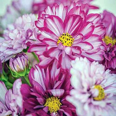 ZIXA Cosmos Double Click Bicolor Violet Seed(40 per packet)