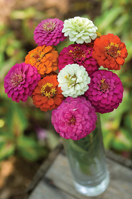 CYBEXIS TLX-75 - Imported Candy Cane Zinnia - (30 Seeds) Seed(30 per packet)