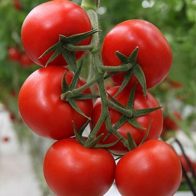 VRAKSHA TOMATO CHERRY RED INDION Seed(2000 per packet)