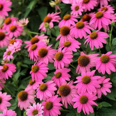 Qualtivate XLR-231 Purpless chrysanthemum Exotic Flower Seeds Seed(25 per packet)