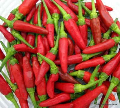 Kanaya Chilli (Motti Mirch) Seed(675 per packet)