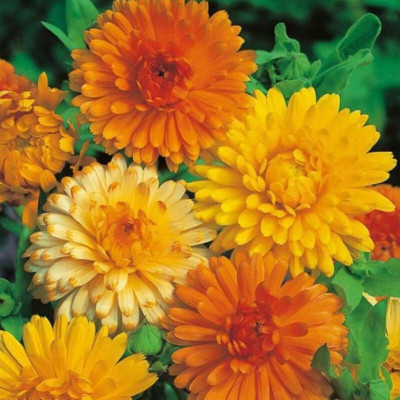 Finiox ALL NEW FRESH CALENDULA DOUBLE MIX FLOWER Seed(25 per packet)