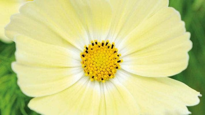 ZIXA Cosmos 'Lemonade' Seed(10 per packet)