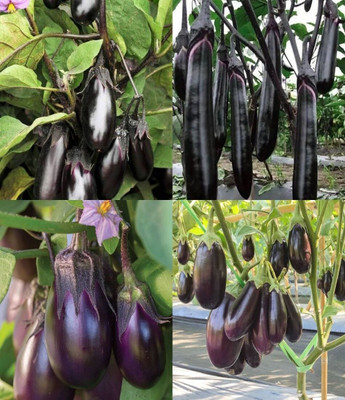 ibains Baingan seeds eggplant beez 42 Seed(72 per packet)
