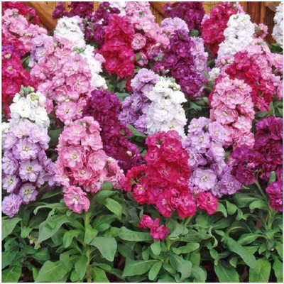 LPR STOCK Seed(75 per packet)