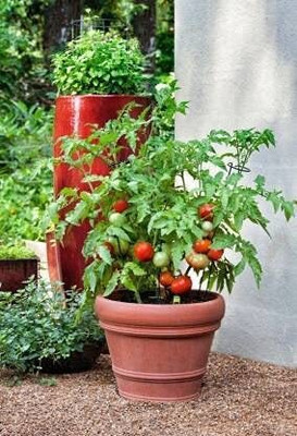 WILLVINE Summer @ Hybrid Indian Climbing Tomato [1g, 300 Seeds] Seed(300 per packet)