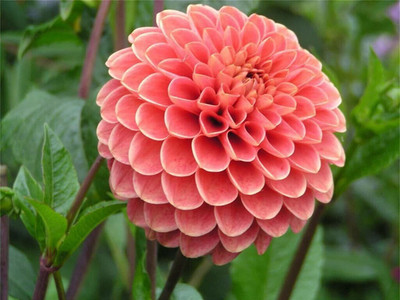 WILLVINE VVI-409 Dahlia Mixed Seeds Cactus Dwarf Rare Flower Seed(50 per packet)