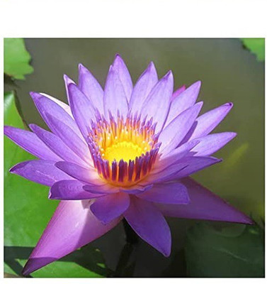 CYBEXIS HUA-31 - Sacred Lotus - (270 Seeds) Seed(270 per packet)