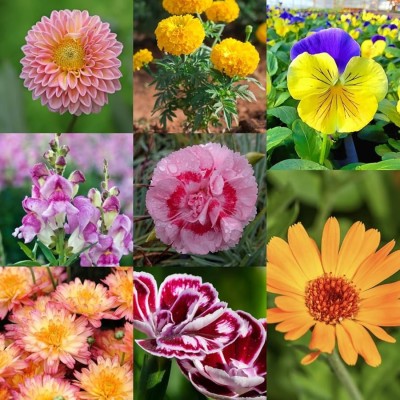 ibains Flower seeds combo pack for summer Seed(68 per packet)