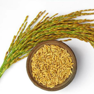 SeeGreen Dhan Paddy Seeds Vadlu For Pooja, Germination_5029 Seed(5029 per packet)