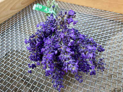 CYBEXIS LX-64 - Blue Spear Lavender (Lavandula angustifolia) - (2250 Seeds) Seed(2250 per packet)