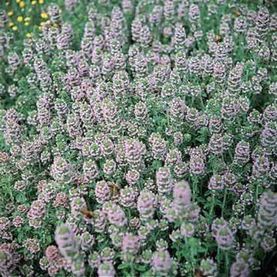 CYBEXIS VVI-4 - Thyme Culinary (Thymus vulgaris) - (450 Seeds) Seed(450 per packet)