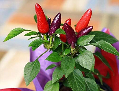 Qualtivate HUA-1A Ornamental Dwarf Chilli Pepper Exotic Seed(300 per packet)