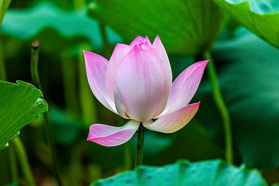 everlite lotus,kamal gatta Seed(10 per packet)