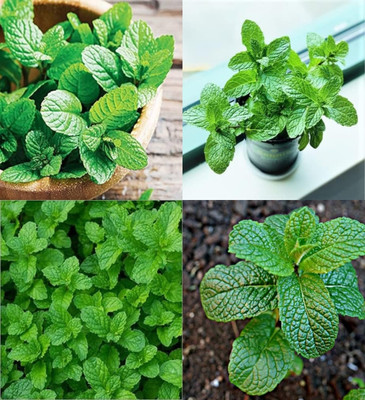 ibains Mint seeds for planting beez 5 Seed(5 per packet)