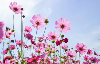 ZIXA Cosmos astrosanguineus Seed(100 per packet)