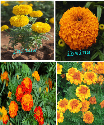 wequality HYBRID SEEDS MARIGOLD YELLOW, MARIGOLD VANILA, MARIGOLD MIX Seed(64 per packet)