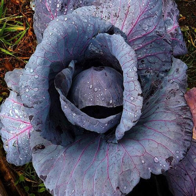 WILLVINE ROX -VI Cabbage, Red Acre Seeds [2.5g] Seed(750 per packet)