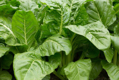 AFARTIOBINA 106 PCS SPINACH SEEDS-A02 Seed(106 per packet)