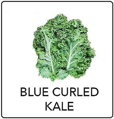 CYBEXIS Blue Curled Kale2000 Seeds Seed(2000 per packet)