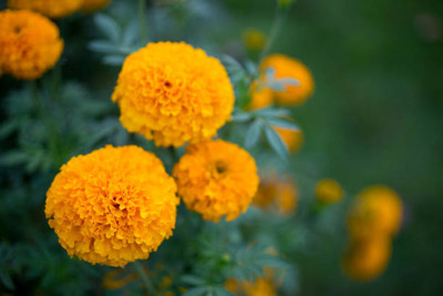 Asha Enterprises marigold/gende ka phool flower seeds Seed(50 per packet)