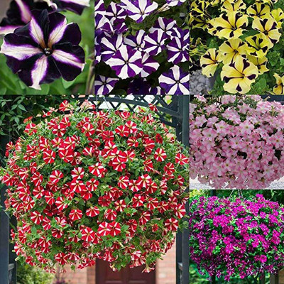 KANAYA Petunia Mix Seed(30 per packet)