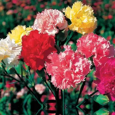 Aro Carnation Seed(40 per packet)