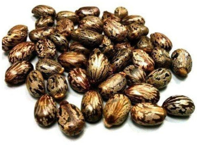 Shiv-Shakti Group Castor, Rincinus Communis, Amudamu, Erandela Seed(10 per packet)