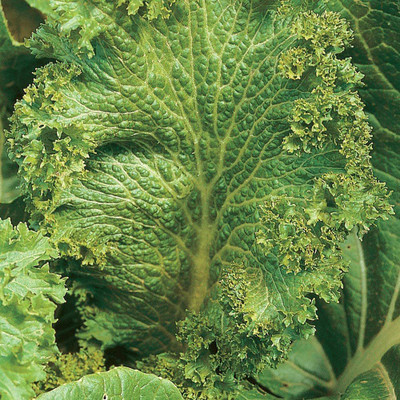 CYBEXIS ATS-50 - Green Wave Mustard - (2250 Seeds) Seed(2250 per packet)