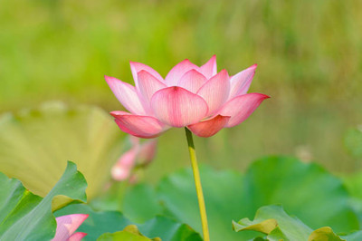 ZONATO lotus,kamal gatta Seed(10 per packet)