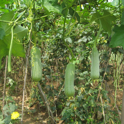 KNESSiN QLY-43 Sponge Gourd Seed(50 per packet)