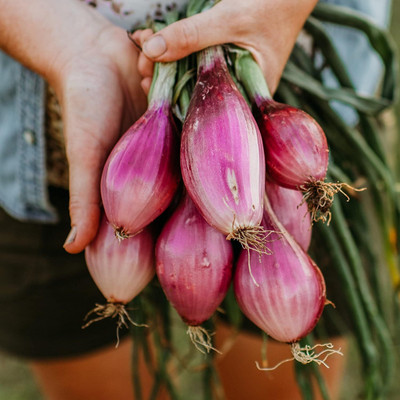 Biosnyg Hybrid Long Red Florence Onion Seeds for Terrace Gardening-(750 Seeds) Seed(750 per packet)