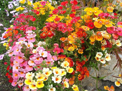 KANAYA Nemesia Double Mixed Hybrid Imported Flower Seed(36 per packet)