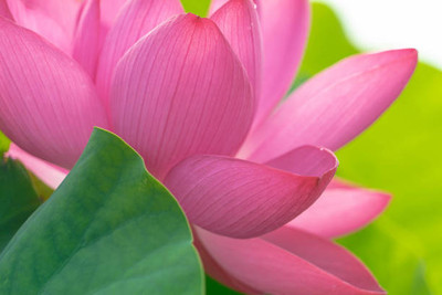 ALPINE HYBRIDE SEEDS Lotus Seed(10 per packet)