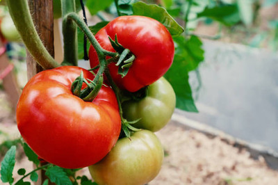 TREECARE tomato Seed(150 per packet)