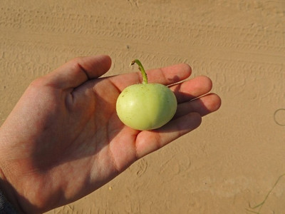 Farmonix Org_182_Tinda Seeds Super Hyb Garden Seeds Seed(100 per packet)