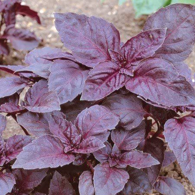 VibeX ® VLR-54 Sweet Basil Dark Opal Seed(1000 per packet)