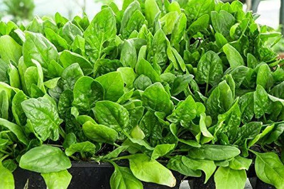 LPR SPINACH , PALAKH Seed(500 per packet)