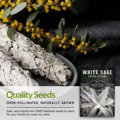 VibeX HUA-48 - White Sage - (450 Seeds) Seed(450 per packet)