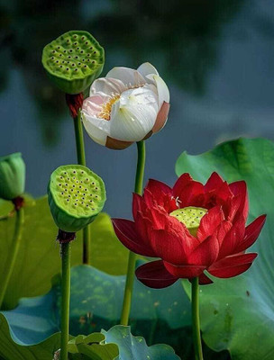 SEMINA VITA ™ lotus seeds hybrid flower, lotus seeds mix colour Seed(31 per packet)