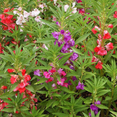 SAMS AGRO Balsam Camellia Flower (Impatiens Balsamina) Seed(50 per packet)