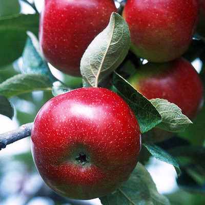 Flipkart SmartBuy Apple Fruit Seed(25 per packet)