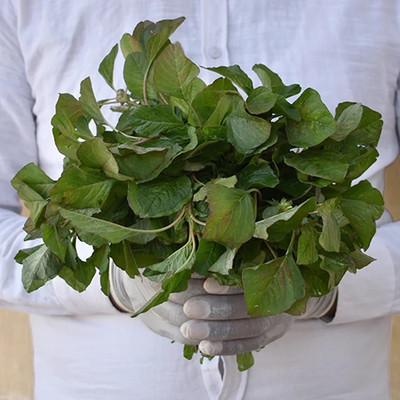 CEZIUS Sow and Grow Fresh Healthy Seed Amaranthus (Chaulai Saag Green) Seed(1200 per packet)