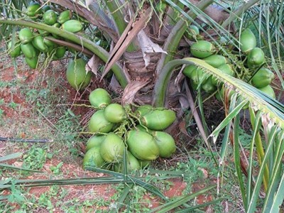 Kapebonavista Hybrid Rare Coconut Plant Seed(1 per packet)