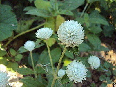 Qualtivate PUAS-5 Gomphrena Seeds - White-Globe Amaranth Seed(50 per packet)