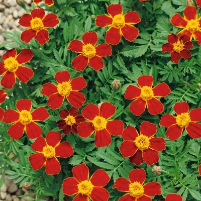 VibeX VXI-70 - Disco Red French Marigold - (750 Seeds) Seed(750 per packet)