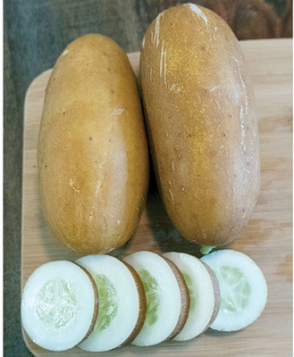 Avysa Brown Russian Cucumber Seeds-CuC_693 Seed(100 per packet)