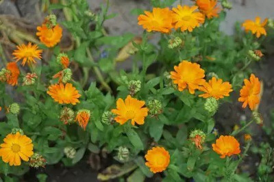 Aro Calendula Seed(45 per packet)