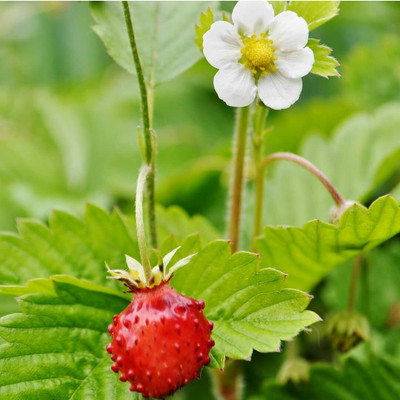 Aywal Strawberry Hybrid Fruit Seeds Seed(35 per packet)