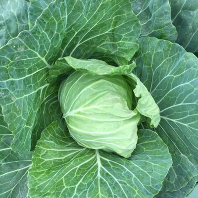 KNESSiN Cabbage Seed(1250 per packet)